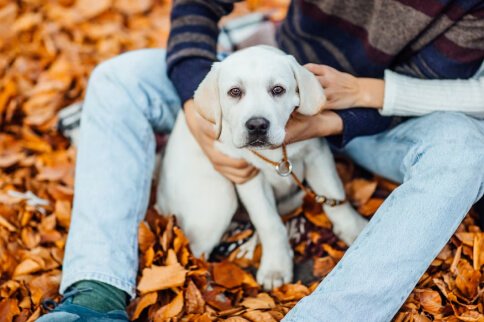 How to Spot, Treat, and Prevent Hot Spots in Pets