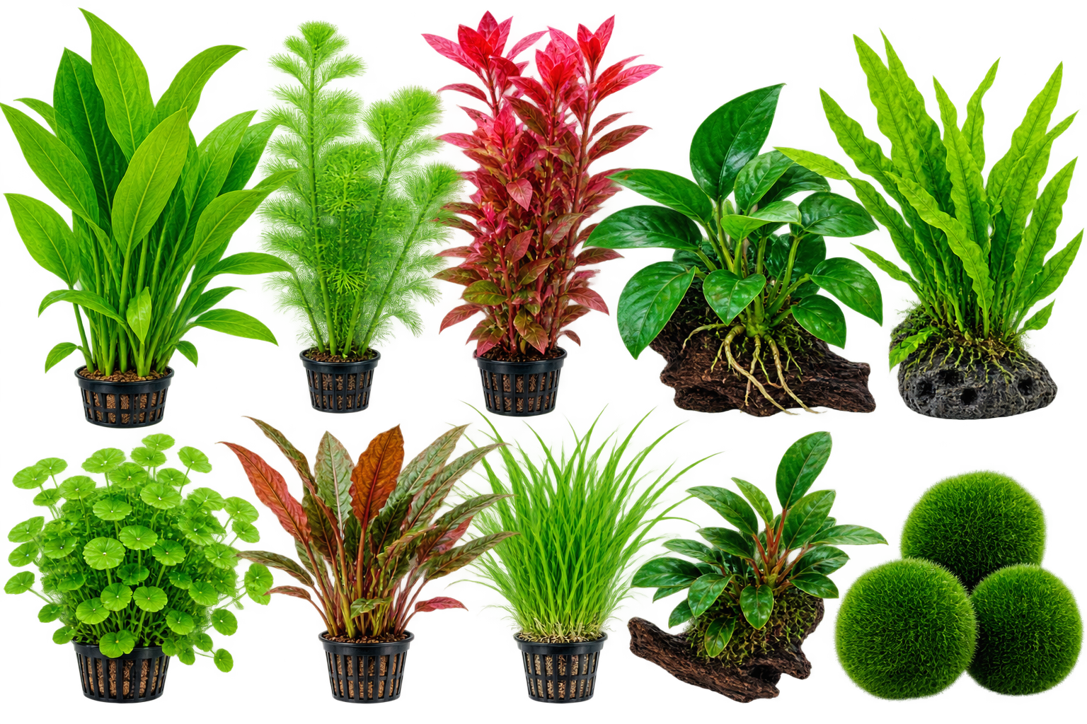 Aquatic Plants